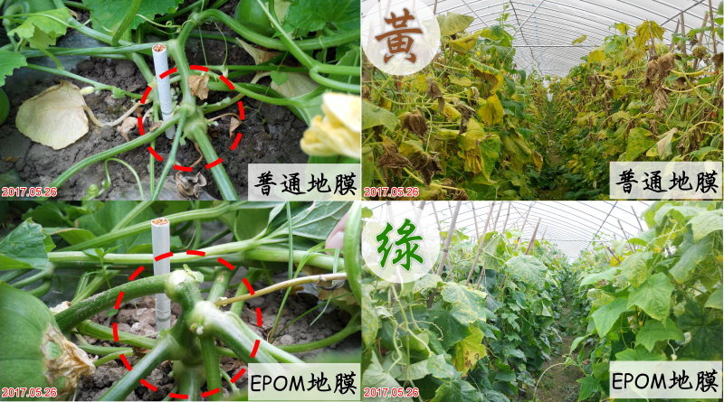 EPOM,環境保護優化材料, 可生物分解,降解,環保塑膠,原料,白色汙染,塑膠垃圾,食品級,環保塑膠, 無毒塑膠, 低碳,低汙染, 食用澱粉,玉米澱粉,PLA, 分解塑膠,降解塑膠,明鈦塑膠,明鈦塑膠有限公司