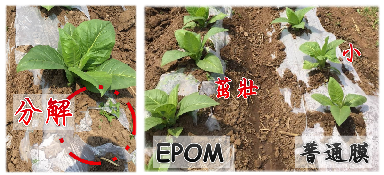 EPOM,環境保護優化材料, 可生物分解,降解,環保塑膠,原料,白色汙染,塑膠垃圾,食品級,環保塑膠, 無毒塑膠, 低碳,低汙染, 食用澱粉,玉米澱粉,PLA, 分解塑膠,降解塑膠,明鈦塑膠,明鈦塑膠有限公司
